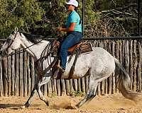 ranch-work-quarter-horse