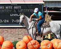 all-around-quarter-horse