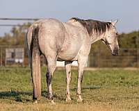 athletic-quarter-horse