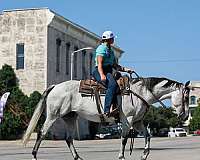 beginner-quarter-horse