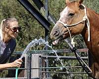 ranch-work-quarter-horse