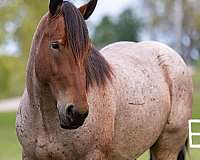 ranch-work-quarter-horse