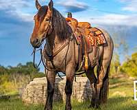 trail-quarter-horse