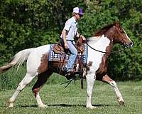 ranch-work-quarter-horse