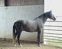 andalusian-gelding