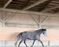 deco-andalusian-horse