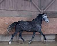 andalusian-gelding