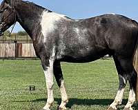 quarter-horse