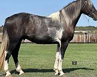 tobiano-star-horse