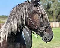 ranch-work-quarter-horse