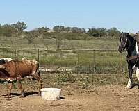 trail-quarter-horse