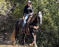 percheron-quarter-horse