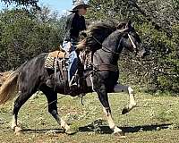 beginner-quarter-horse