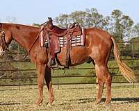 tobiano-star-horse