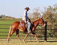 percheron-quarter-horse