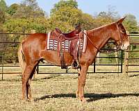 trail-quarter-horse