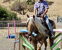 family-horse-quarter