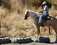 trail-quarter-horse