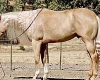 beginner-quarter-horse