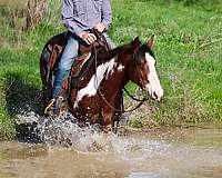 ranch-work-quarter-horse