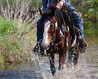 trail-quarter-horse