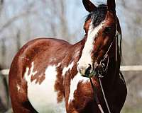 all-around-quarter-horse