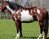 athletic-quarter-horse