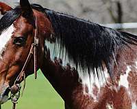 paint-quarter-horse