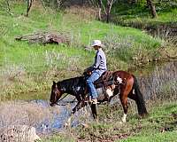 adventurous-horse