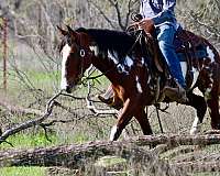 adventurous-quarter-horse