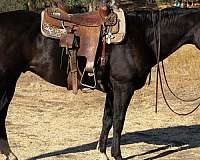 ranch-work-quarter-horse