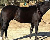 beginner-safe-quarter-horse