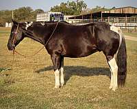 beginner-safe-quarter-horse