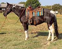 quarter-horse