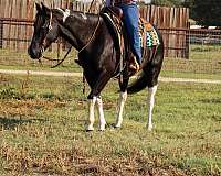 all-around-quarter-horse