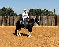 auction-quarter-horse