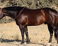 quarter-horse