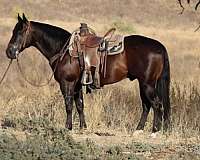 beginner-safe-quarter-horse