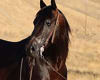 ranch-work-quarter-horse