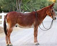 quarter-horse