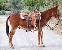 beginner-safe-quarter-horse