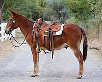 ranch-work-quarter-horse