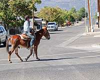 back-quarter-horse