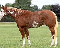 quarter-horse