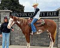 family-horse-quarter