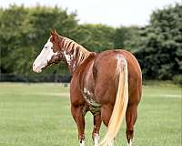 ranch-work-quarter-horse