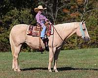 beginner-safe-quarter-horse