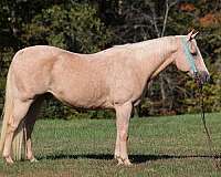 ranch-work-quarter-horse