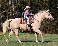 all-around-quarter-horse