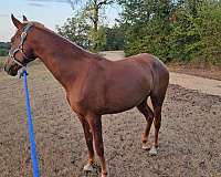 tennessee-walking-horse